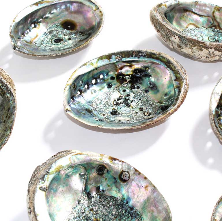 Sunday Forever Abalone Sage Incense Shell SALE