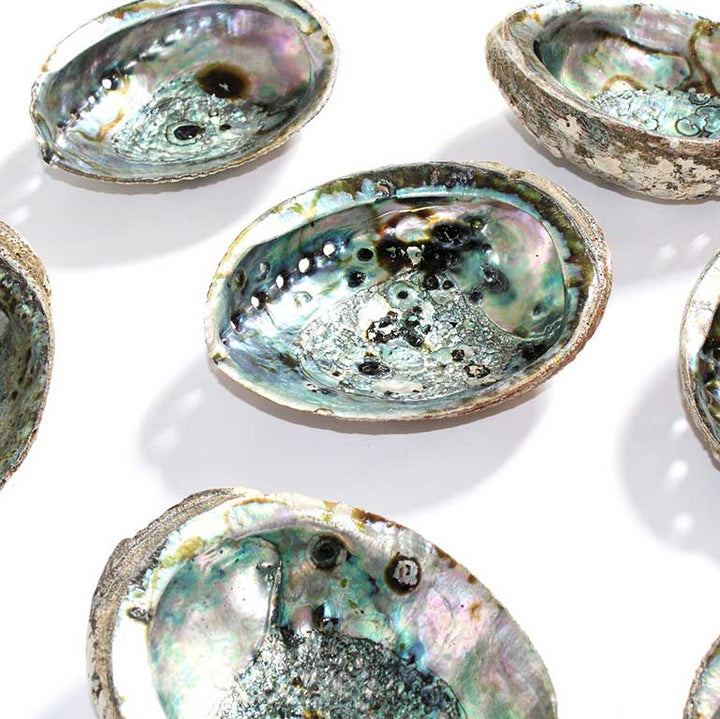 Sunday Forever Abalone Sage Incense Shell SALE