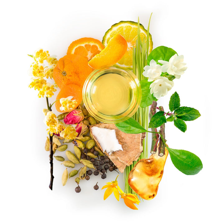 Cardamom Amber Oil botanicals and scent ingredients — Red Flower official photograph